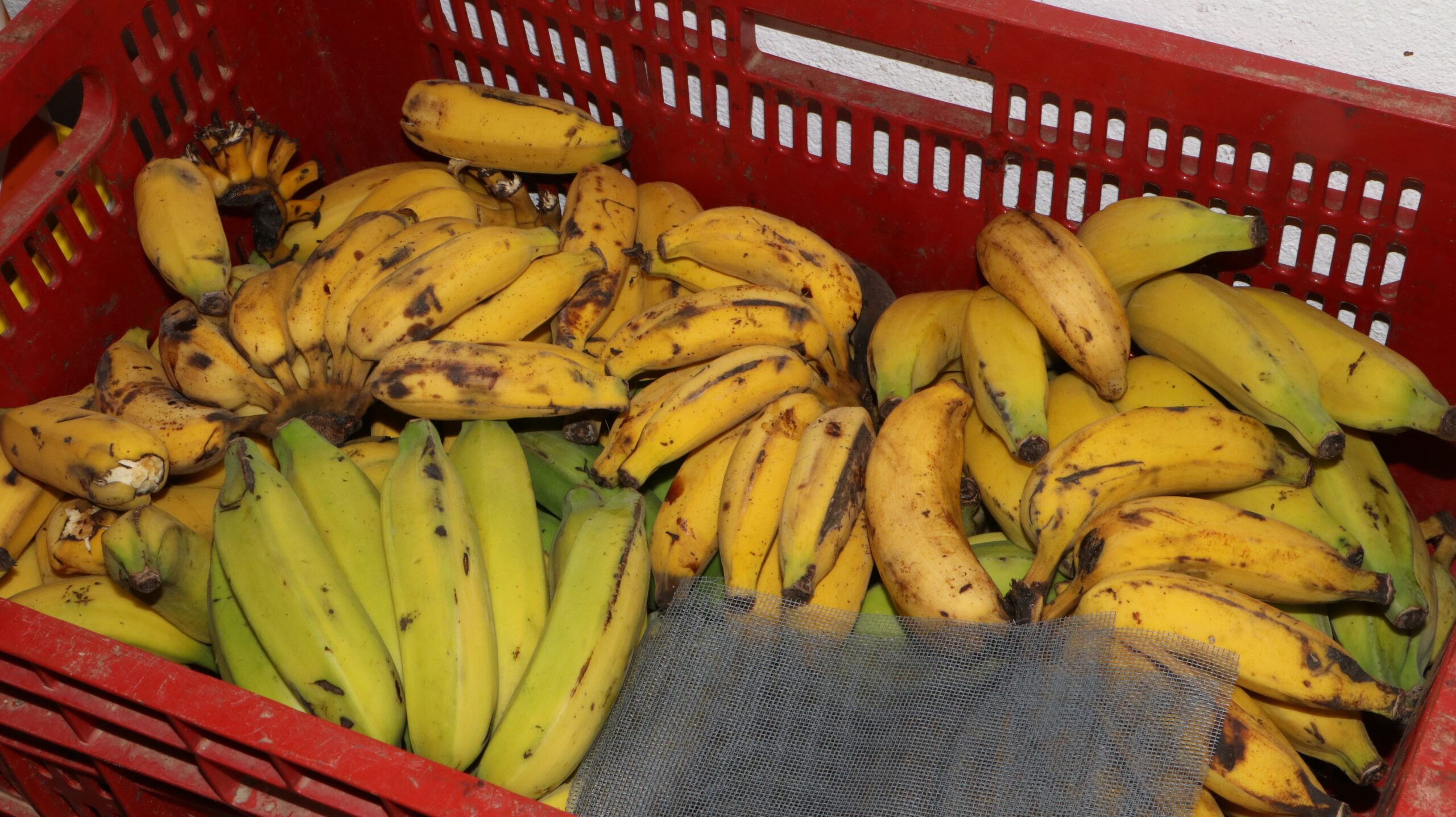 Quem põe a comida na mesa? Conheça a Cooperativa de Agricultura Familiar de Cariacica